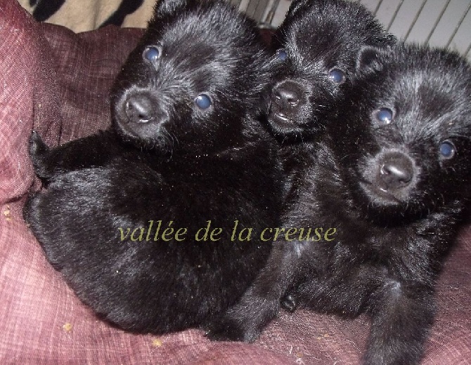 de la vallée de la Creuse - chiots schipperkes 