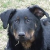  - chiots beaucerons 