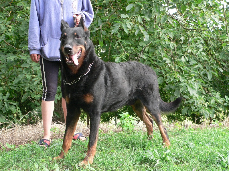 Prince des Vaillants d'Oslark