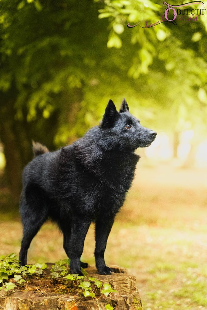 CH. Macho de la vallée de la Creuse