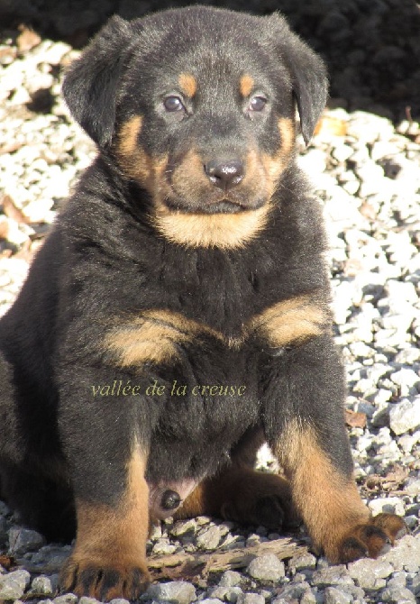 chiot beauceron